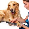 Oneisall Dog Grooming Clippers Low Noise Waterproof Wireless-3